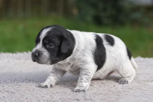 Frisian Pointing Dog — young puppy (~1 mo)