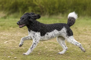 Frisian Water Dog — running
