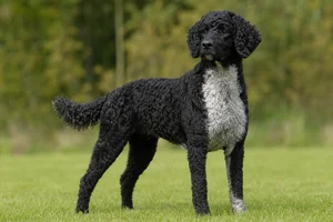 Frisian Water Dog — adult