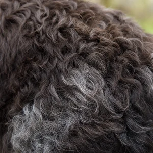 Frisian Water Dog — coat texture