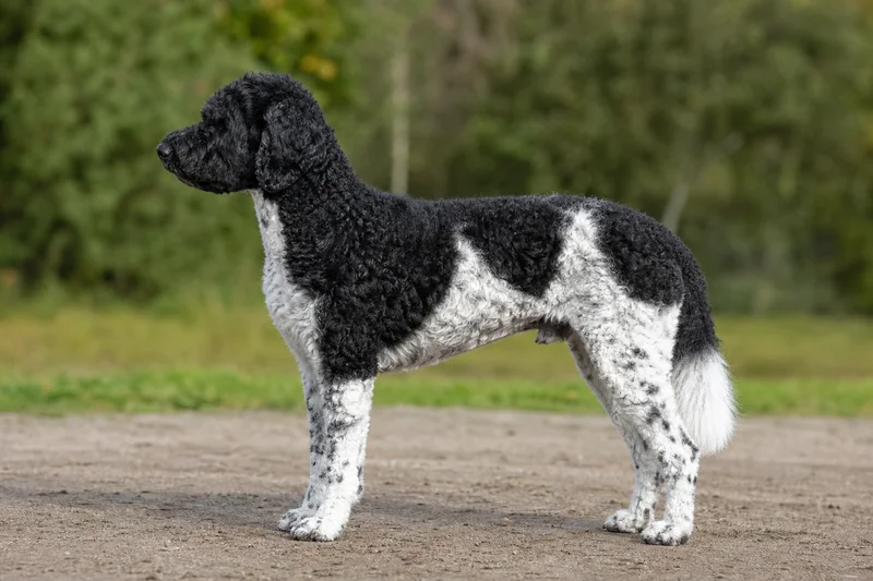 Frisian Water Dog — Black and White coat