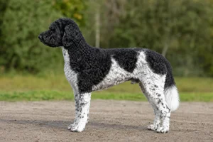 Frisian Water Dog — Black and White coat