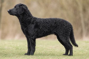 Frisian Water Dog — Black coat