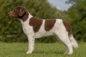Frisian Water Dog — Brown and White coat
