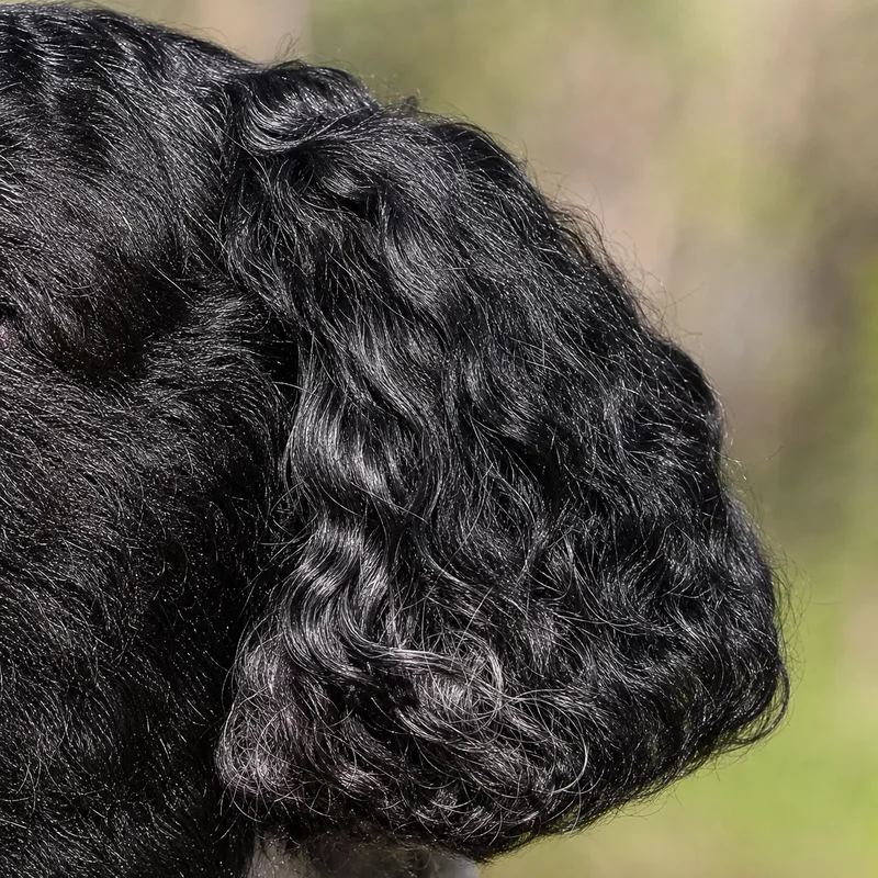 Frisian Water Dog — ears
