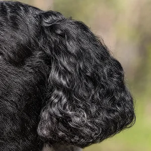 Frisian Water Dog — ears