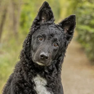 Frisian Water Dog — alert