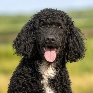 Frisian Water Dog — happy