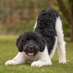 Frisian Water Dog — playful