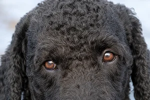 Frisian Water Dog — eyes