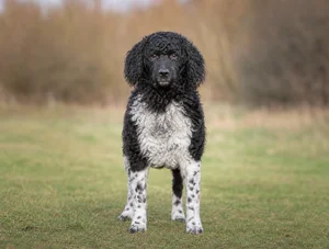 Frisian Water Dog — front