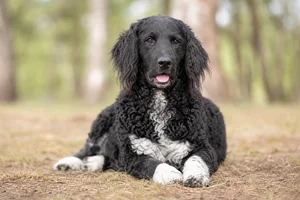 Frisian Water Dog — lying down