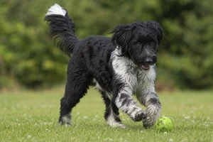 Frisian Water Dog — playing
