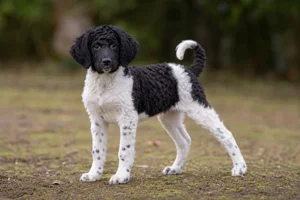 Frisian Water Dog — puppy (~4 mo)