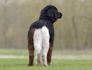 Frisian Water Dog — rear