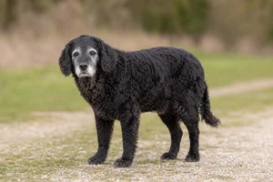 Frisian Water Dog — senior