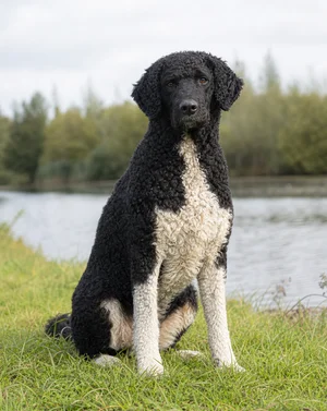 Frisian Water Dog — sitting