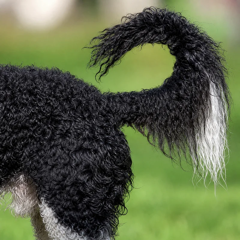 Frisian Water Dog — tail