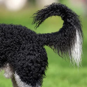 Frisian Water Dog — tail