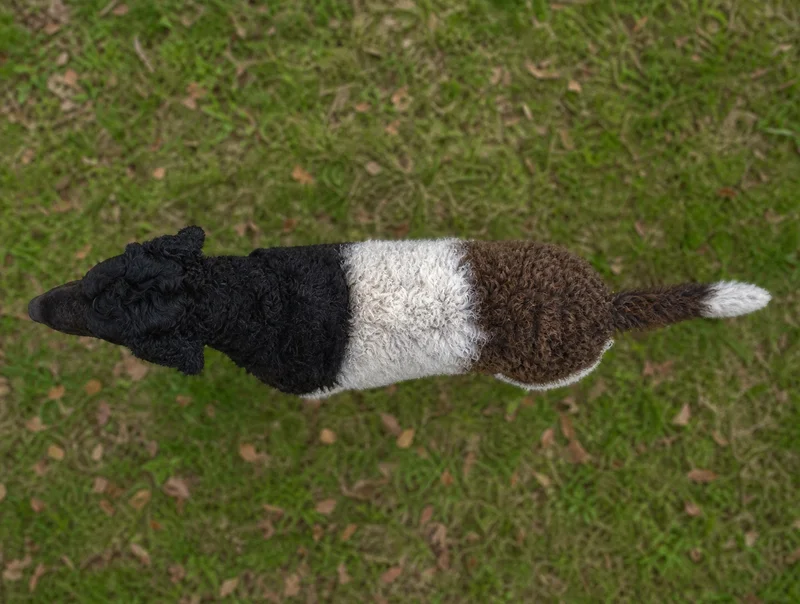 Frisian Water Dog — top