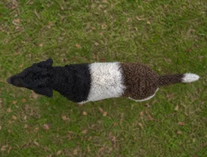 Frisian Water Dog — top