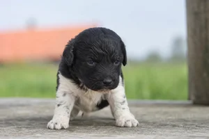 Frisian Water Dog — young puppy (~1 mo)