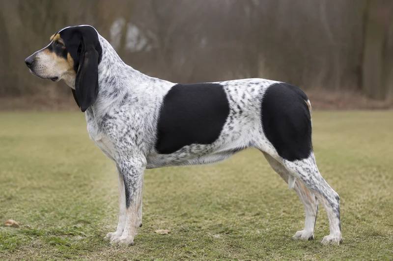 Gascon-Saintongeois — White & Black with tan markings coat