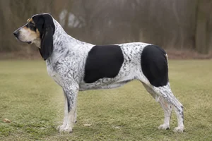 Gascon-Saintongeois — White & Black with tan markings coat