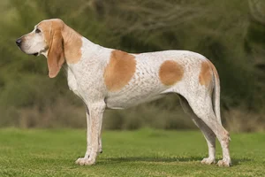 Gascon-Saintongeois — White & Orange coat