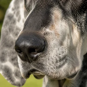 Gascon-Saintongeois — nose