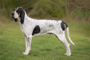 Gascon-Saintongeois dog