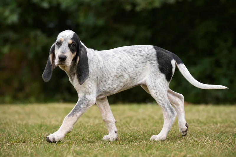 Gascon-Saintongeois — puppy (~4 mo)
