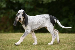 Gascon-Saintongeois — puppy (~4 mo)