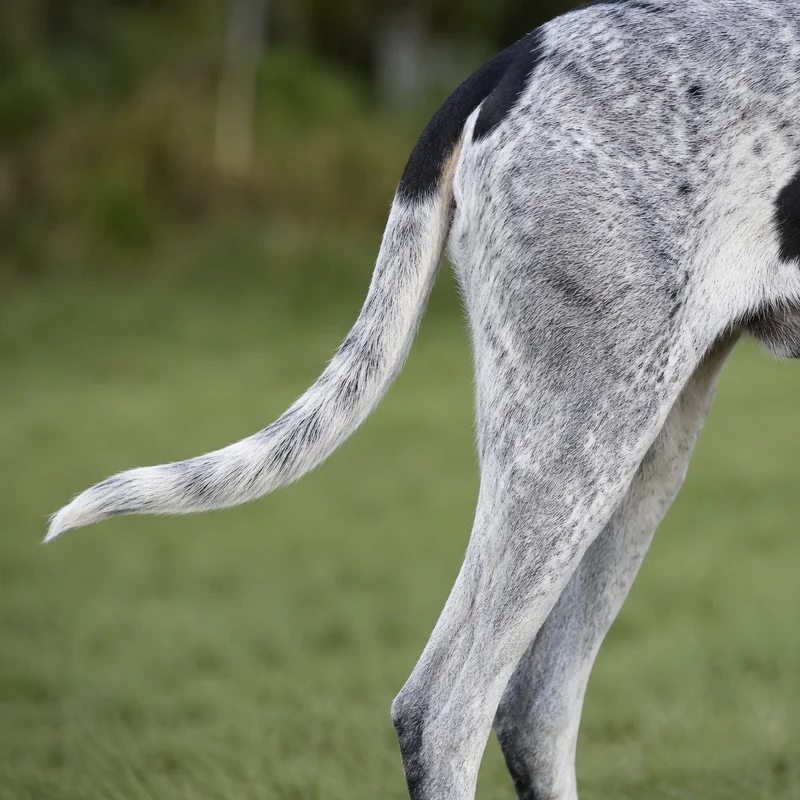 Gascon-Saintongeois — tail