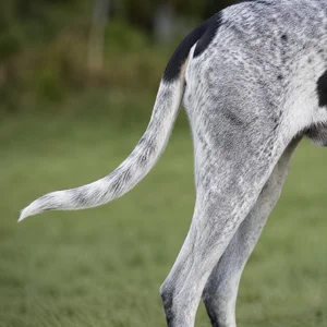 Gascon-Saintongeois — tail