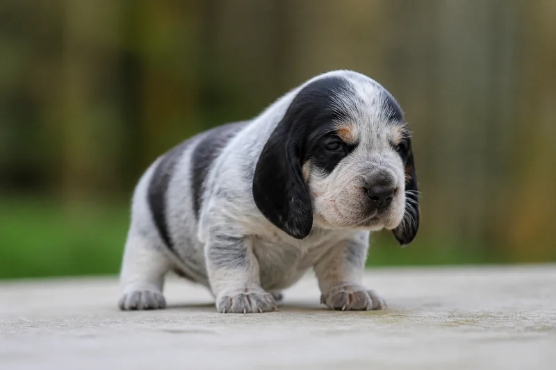 Gascon-Saintongeois — young puppy (~1 mo)