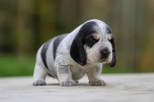 Gascon-Saintongeois — young puppy (~1 mo)