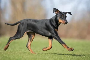 German Pinscher — running