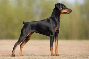 German Pinscher — adult