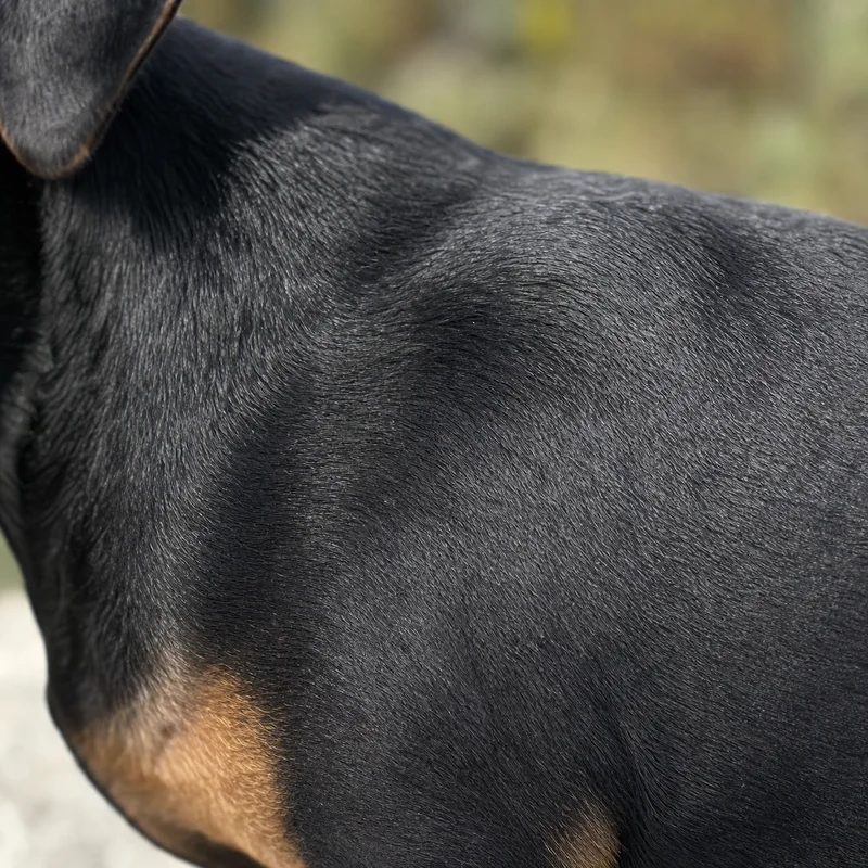 German Pinscher — coat texture