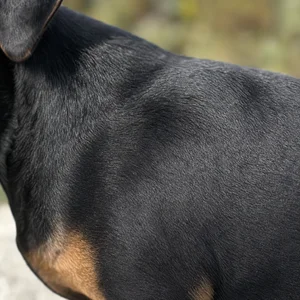 German Pinscher — coat texture