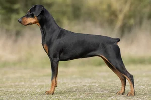 German Pinscher — Black and Tan coat