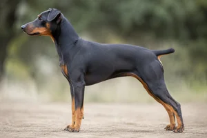 German Pinscher — Blue and Tan coat