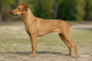 German Pinscher — Fawn coat