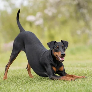 German Pinscher — playful