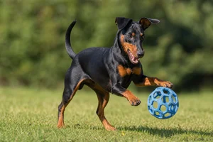 German Pinscher — playing