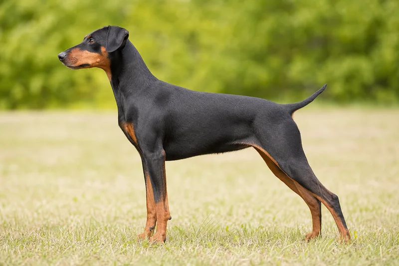 German Pinscher — side