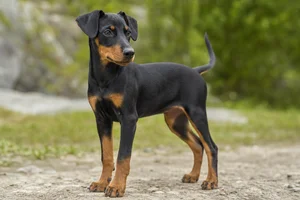 German Pinscher — puppy (~4 mo)