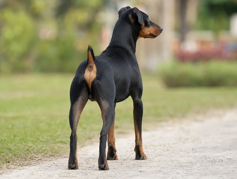 German Pinscher — rear