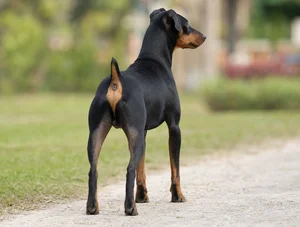 German Pinscher — rear